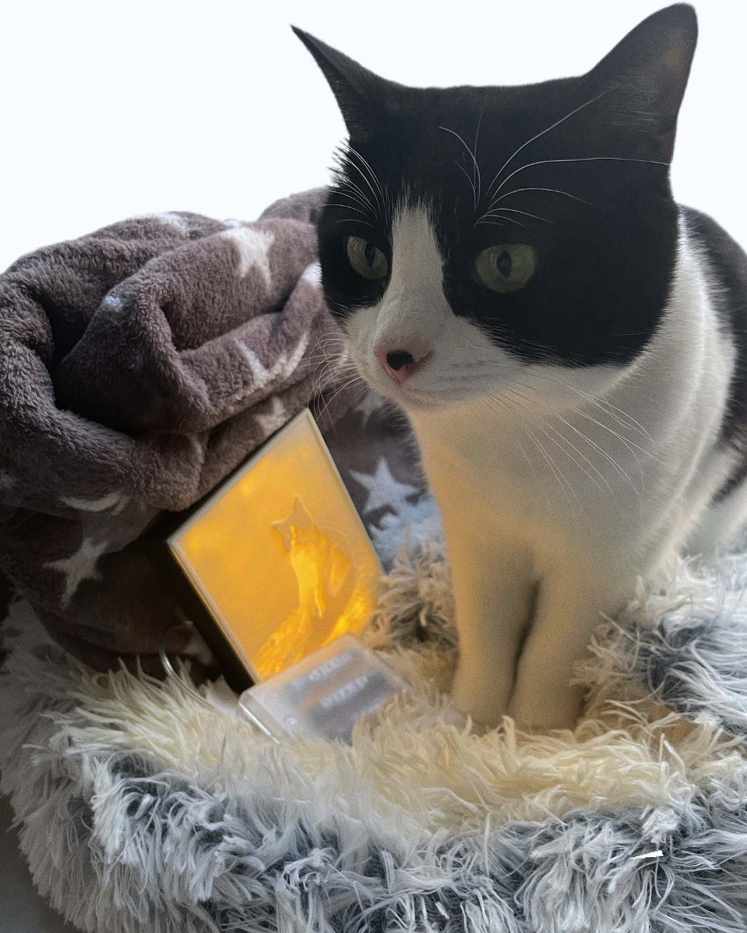 Personalized Pet Night Light - Custom Relief Night Light V2.0